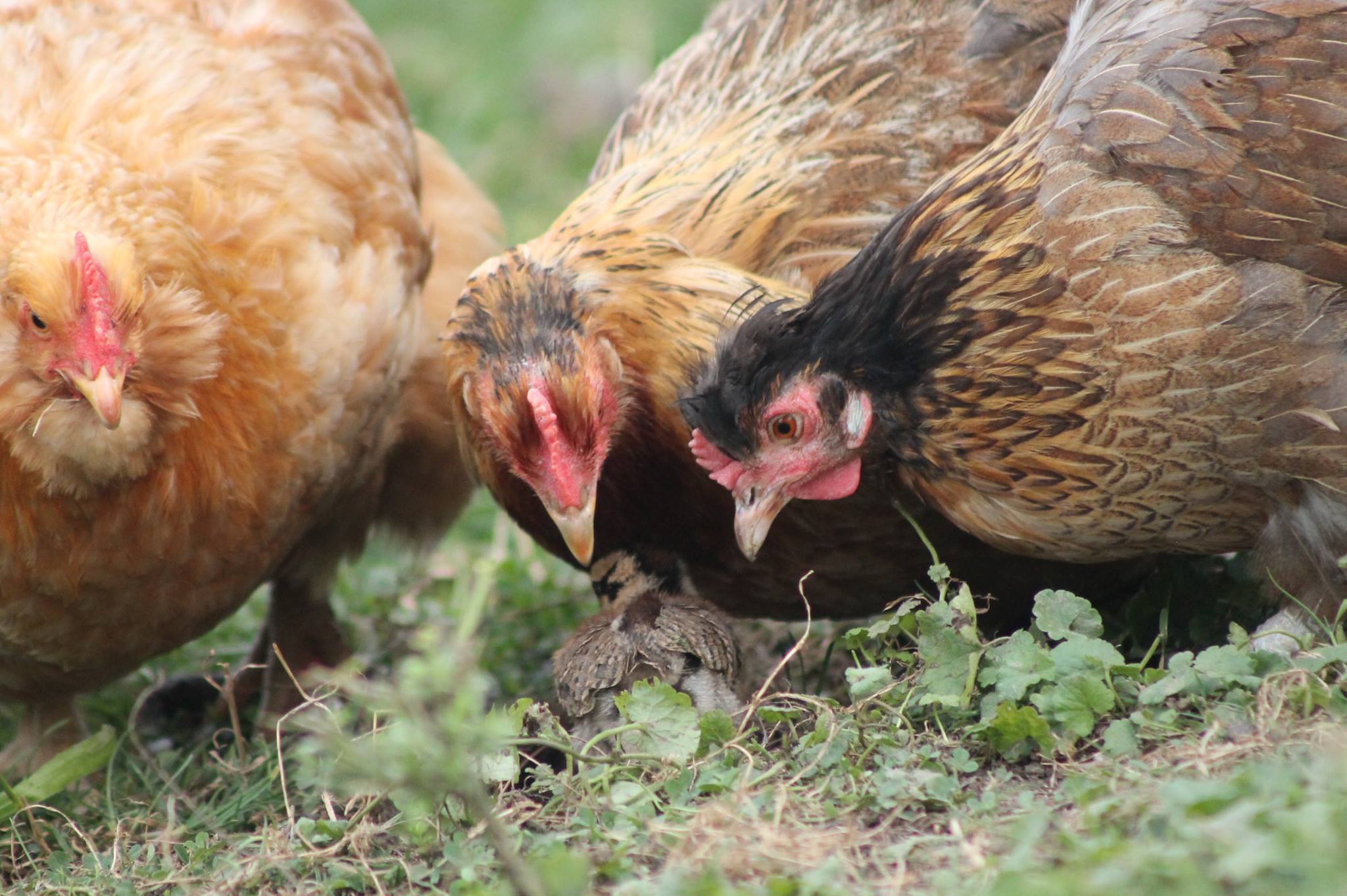 201609 vogel hennen