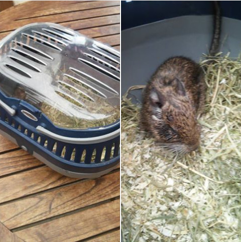 201609 degu ausgesetzt