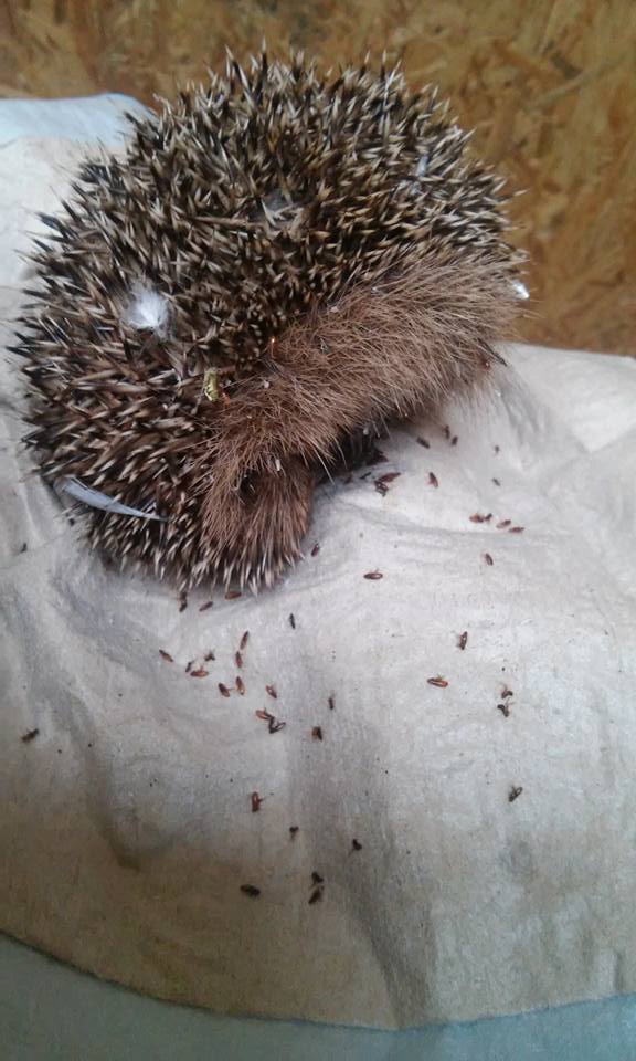 201609 igel und andere1