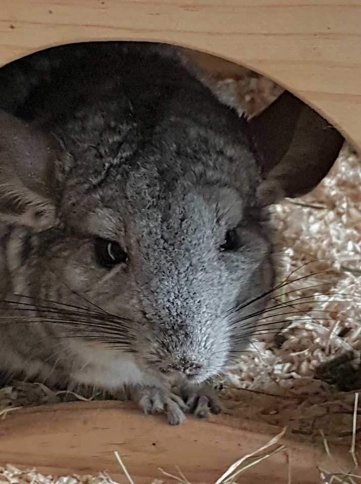 201803 Chinchilla