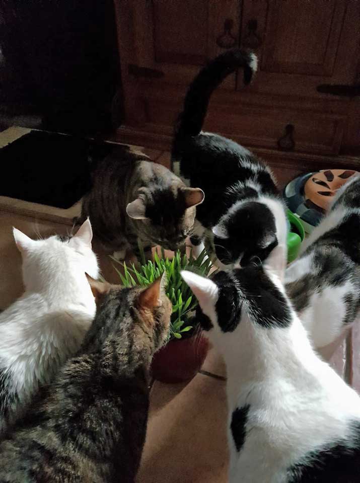 201803 Katzengras