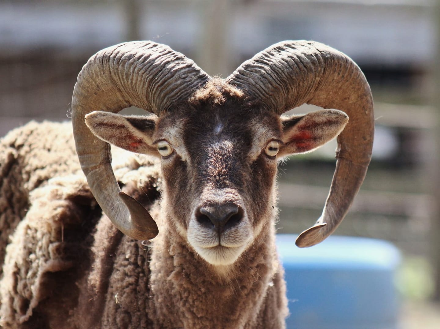 201812 Mufflon