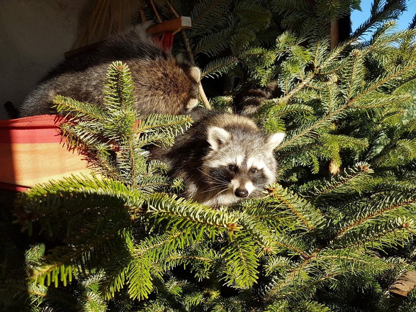 201812 Weihnachtsschmuck